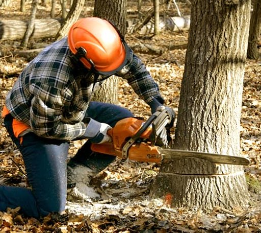 Tree Removal in Dante, VA